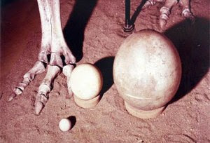 a picture of the world’s largest dinosaur egg